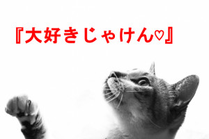 hiroshima cat
