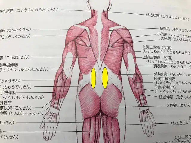 解剖図_背面