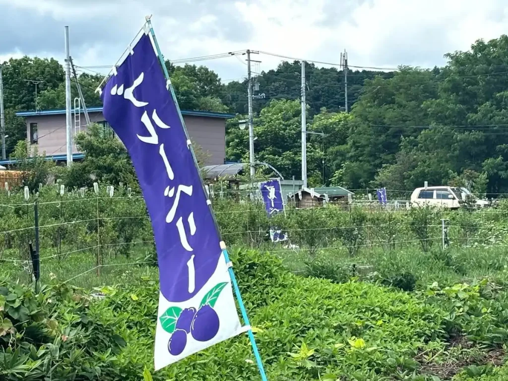 サイクリングロードの途中にあるブルーベリー仮の旗と、夏の風景。