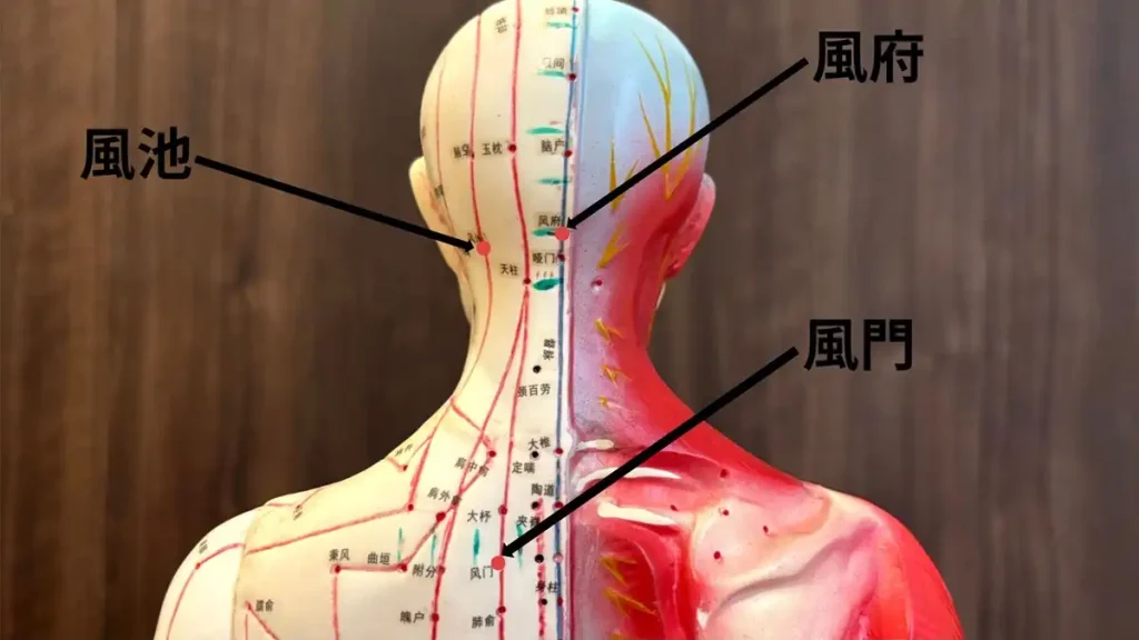 札幌クラーク治療院が解説する風邪（ふうじゃ）予防のツボ。風池・風府・風門の位置を示した人体模型図