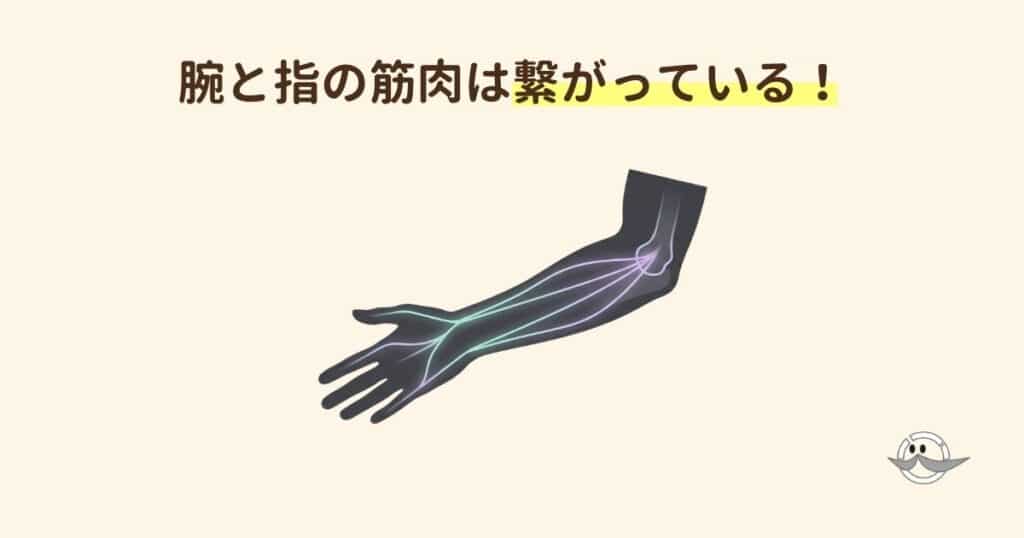 指先から肘にかけての筋肉の繋がりを示す図解イラスト